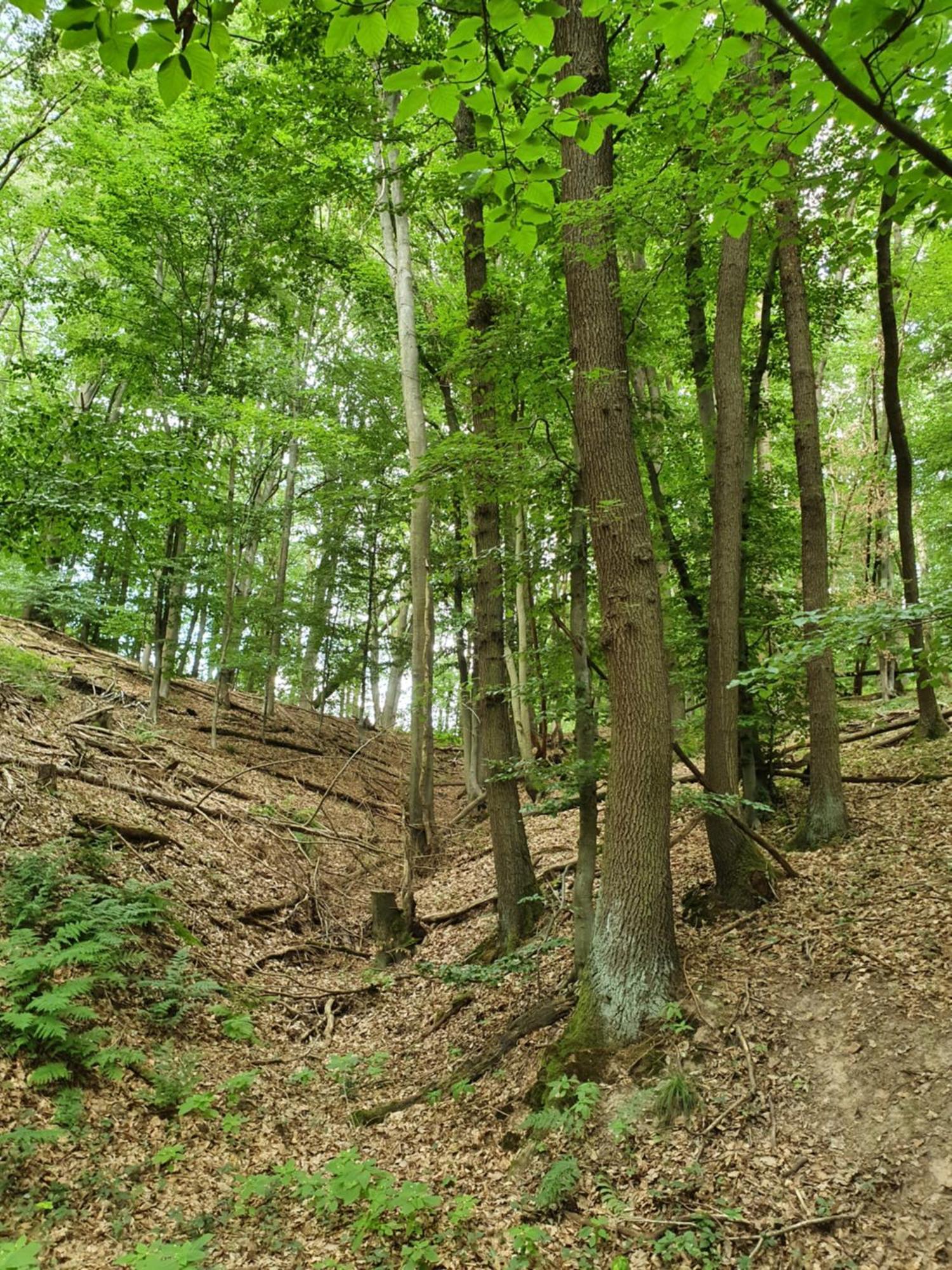 Landleben - Ferienhaus 2 Fritzlar Bagian luar foto